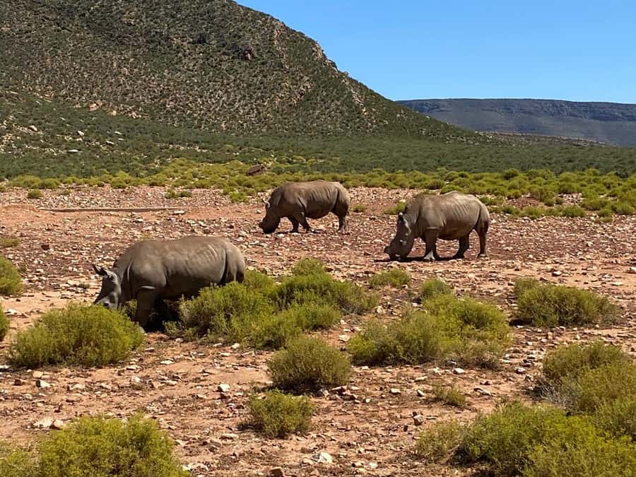 Cape Town: Aquila Game Reserve Wildlife and Wine Tasting - Lunch, breakfast, and the value of an all-day package