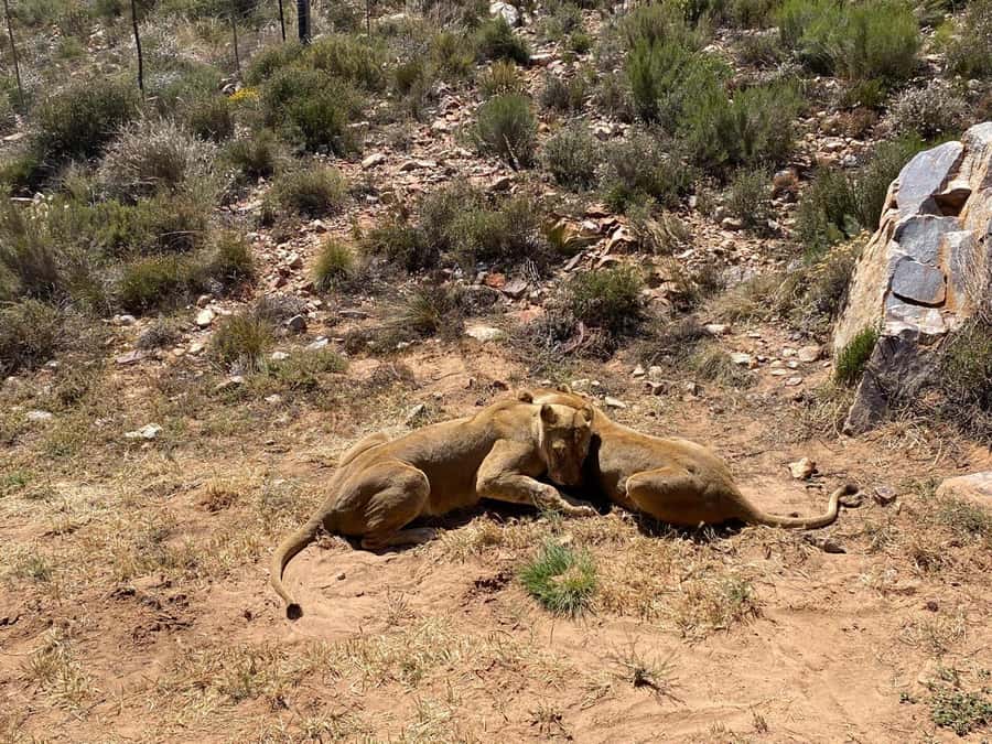 Cape Town: Aquila Game Reserve Wildlife and Wine Tasting - Fairview in the Paarl Valley