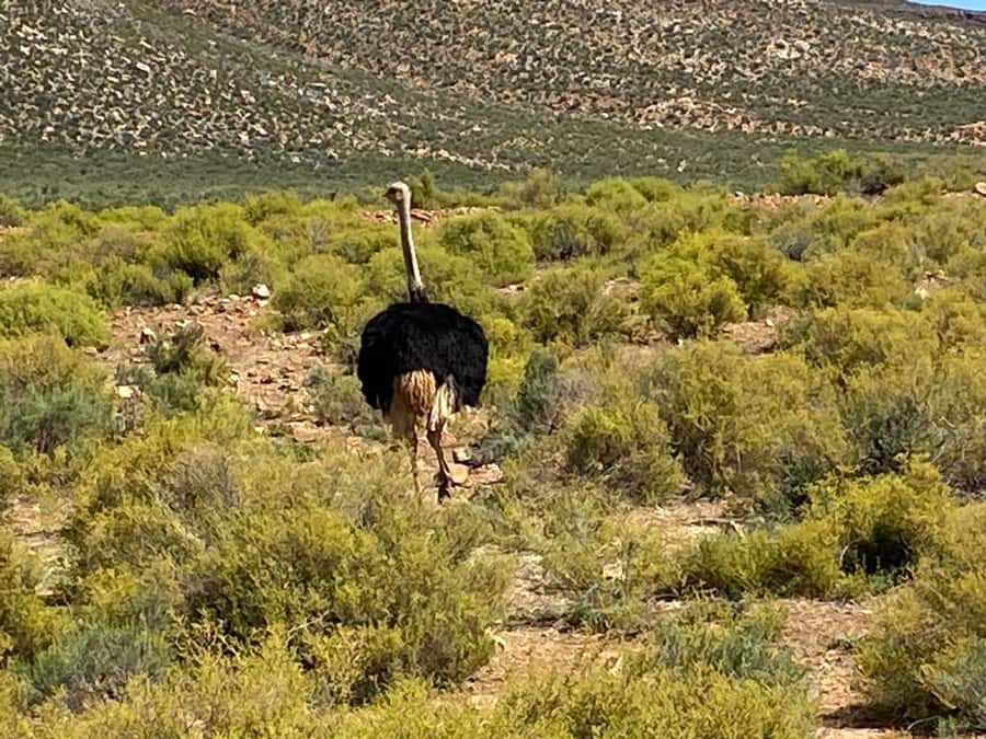 Cape Town: Aquila Game Reserve Wildlife and Wine Tasting - Should you book the Aquila and Fairview day?
