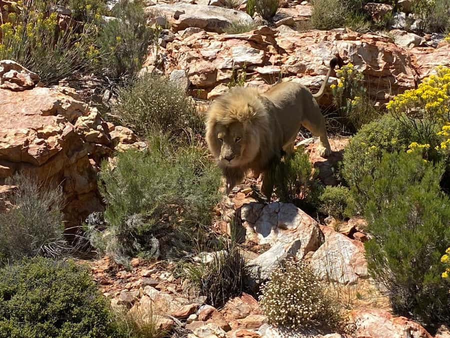 Cape Town: Aquila Game Reserve Wildlife and Wine Tasting - The 10,000-acre Aquila safari
