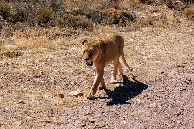 Cape Town Aquila Private Game Reserve Big Five Safari Adventure - Key points to know before booking