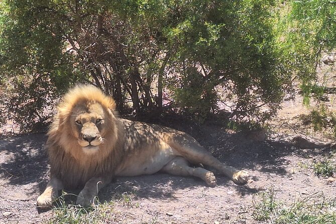 Cape Town Aquila Private Game Reserve Big Five Safari Adventure - Leaving Cape Town at 7:00 am