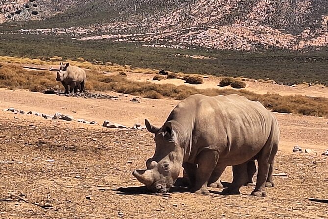 Cape Town Aquila Private Game Reserve Big Five Safari Adventure - What the 2.5 to 3-hour game drive feels like