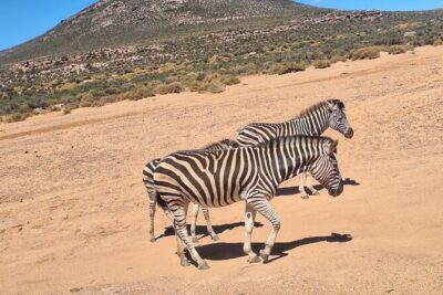 Cape Town Aquila Private Game Reserve Big Five Safari Adventure