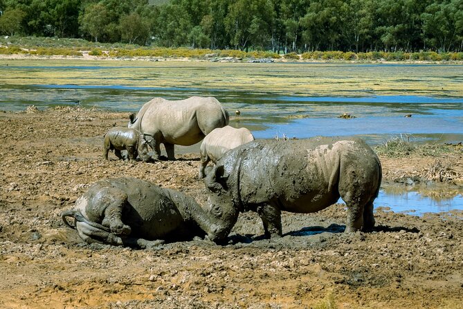 Cape Town Aquila Private Game Reserve Big Five Safari Adventure - The Big Five and realistic expectations