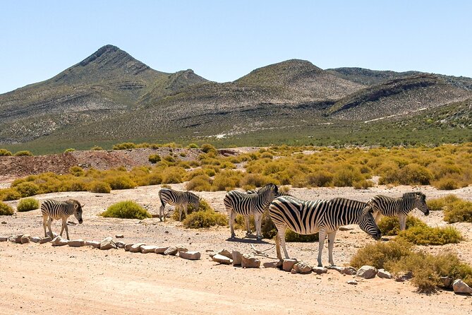 Cape Town Aquila Private Game Reserve Big Five Safari Adventure - Lunch, check-in, and the human side of the day