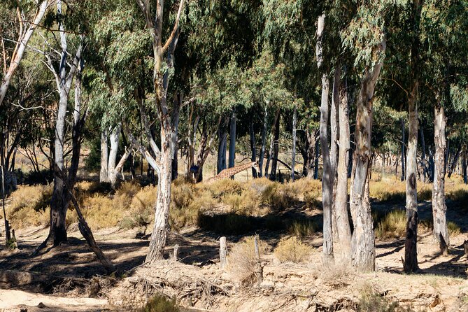 Cape Town Aquila Private Game Reserve Big Five Safari Adventure - The return to Cape Town