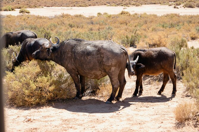 Cape Town Aquila Private Game Reserve Big Five Safari Adventure - Is $319.78 a fair price?