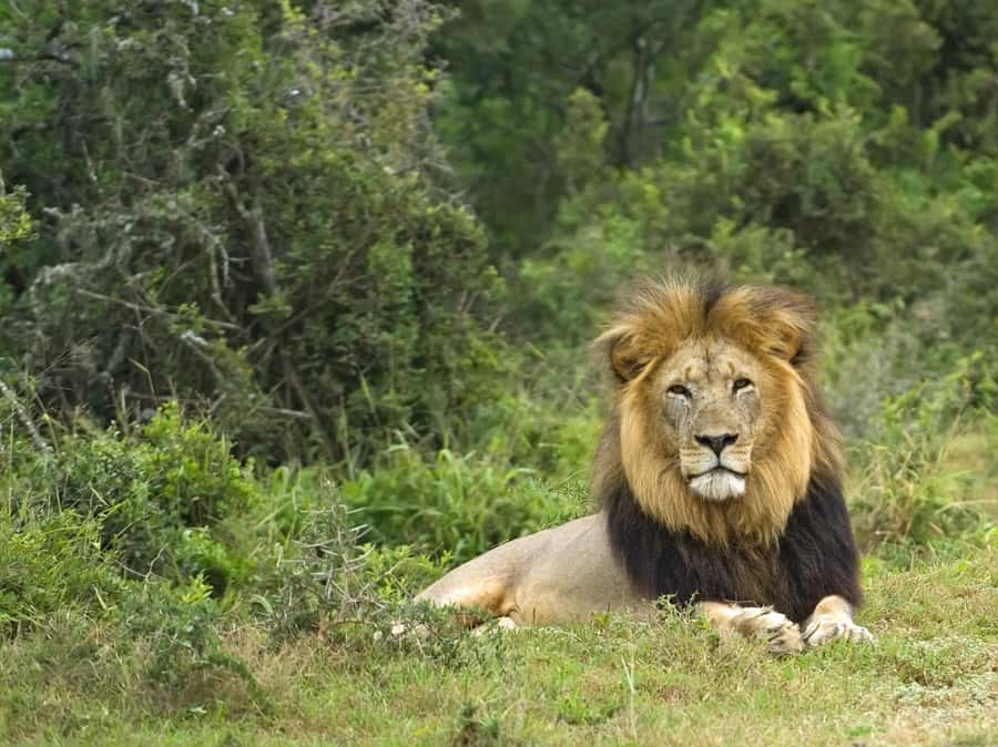 Cape Town: Aquila Private Game Reserve Sunset Safari - Key points to know before you book