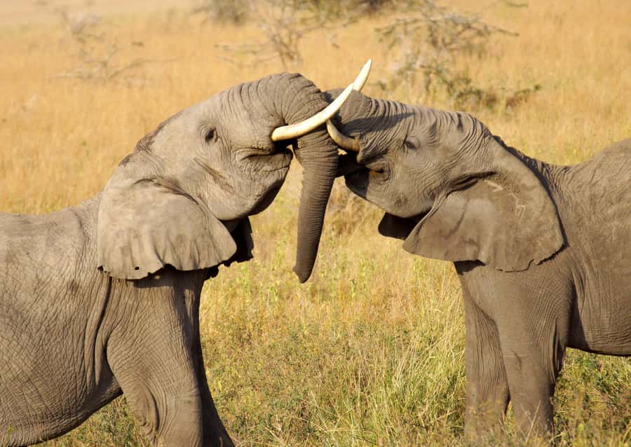 Cape Town: Aquila Private Game Reserve Sunset Safari - Why Aquila works for a Cape Town safari