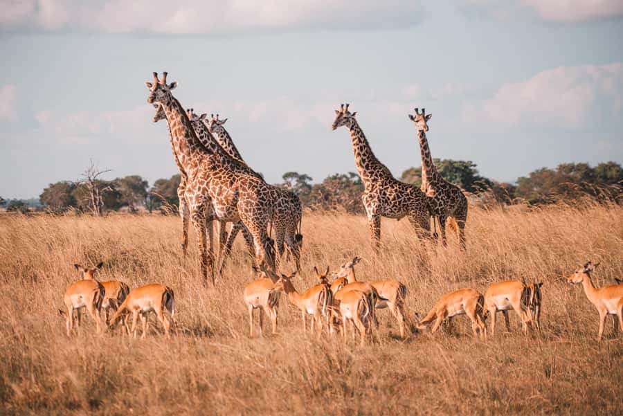 Cape Town: Aquila Private Game Reserve Sunset Safari - Is the $218 price good value?
