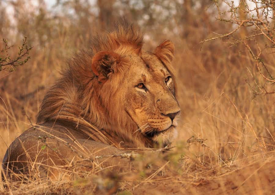 Cape Town: Aquila Private Game Reserve Sunset Safari - Hotel pickup keeps the day simple