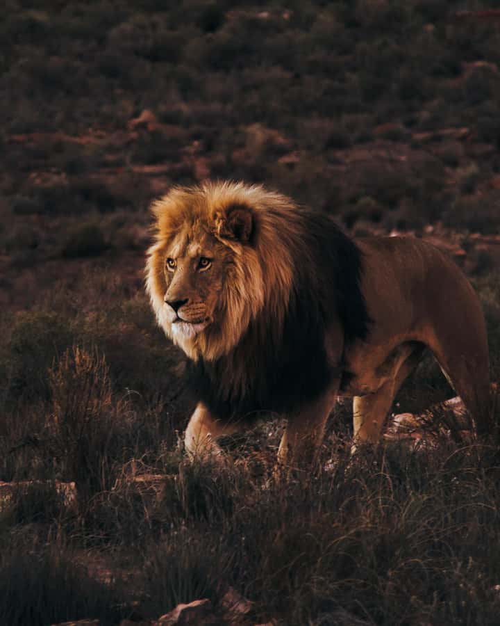 Cape Town: Aquila Reserve Safari with Lunch and Winery Visit - Key points to know before booking