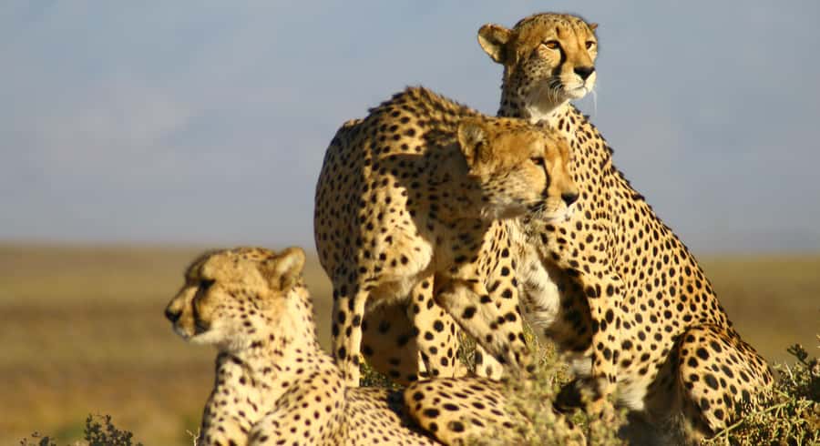 Cape Town: Aquila Reserve Safari with Lunch and Winery Visit - FAQ