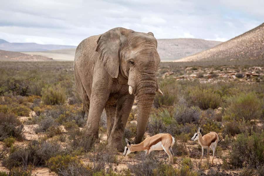 Cape Town: Aquila Reserve Safari with Lunch and Winery Visit - Looking for the Big Five at Aquila