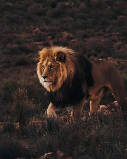 Cape Town: Aquila Reserve Safari with Lunch and Winery Visit - Buffet lunch at the lodge