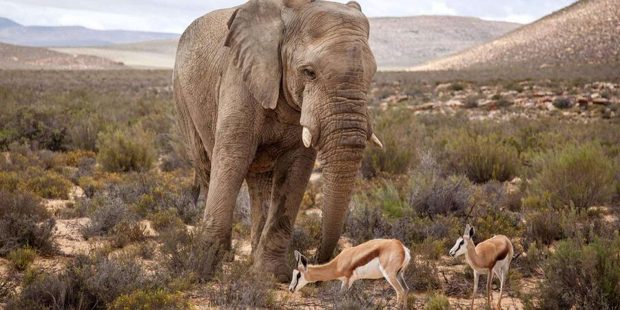 Cape Town: Aquila Reserve Safari with Lunch and Winery Visit - The Fairview wine and cheese stop in Paarl