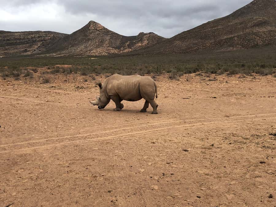 Cape Town: Aquila Reserve Safari with Lunch and Winery Visit - Timing, comfort, and who should skip it
