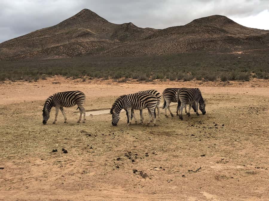 Cape Town: Aquila Reserve Safari with Lunch and Winery Visit - Is the Aquila safari worth booking?