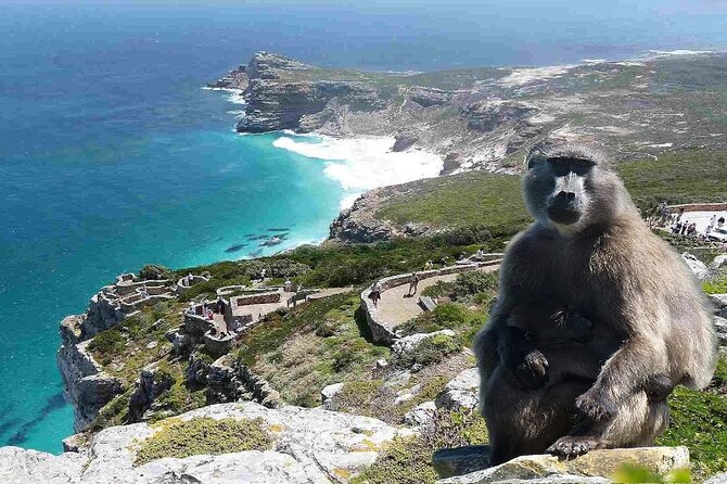 Cape Town Atlantic Helicopter Private Tour including Penguins Cape Point & Lunch - Wine tasting at Groot Constantia