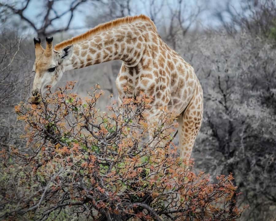 Cape Town Big 5 Safari Day Tour with Hotel Pickup& GameDrive - Pickup Across Cape Town and the Winelands