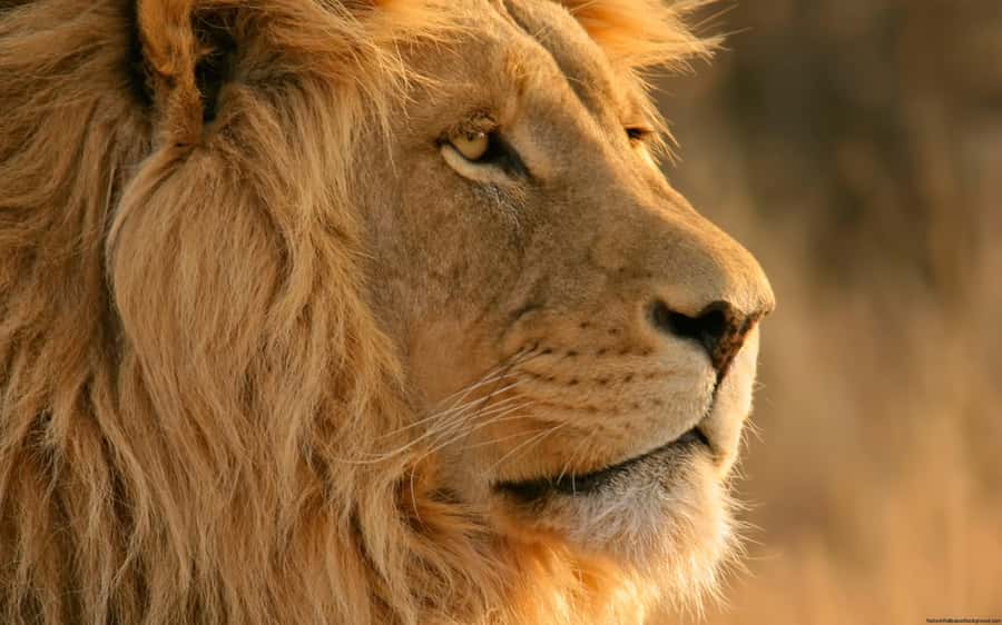 Cape Town: Big Five Safari and Breede River Valley Day Trip - Key points before you book