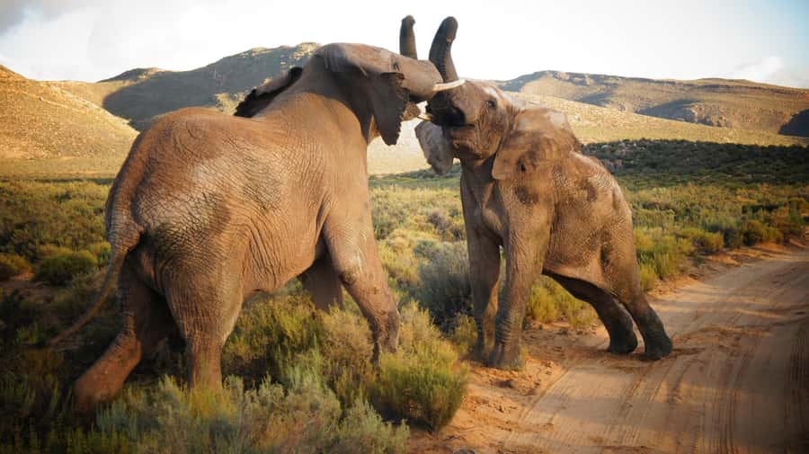 Cape Town: Big Five Safari and Breede River Valley Day Trip - From Cape Town to the Breede River Valley