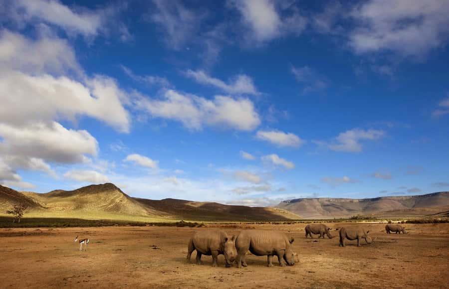 Cape Town: Big Five Safari and Breede River Valley Day Trip - Wine, coffee, and a 40-minute pause