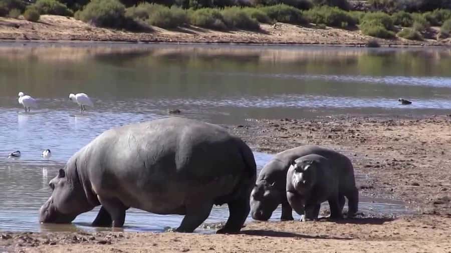 Cape Town: Big Five Safari and Breede River Valley Day Trip - Arriving at Aquila Private Nature Reserve