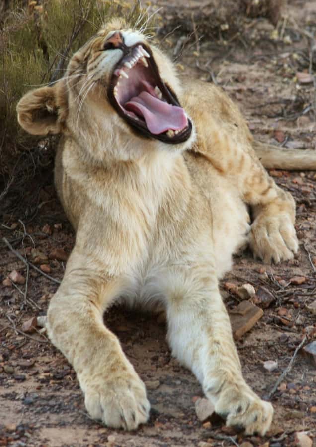 Cape Town: Big Five Safari and Breede River Valley Day Trip - The two to three-hour Big Five game drive