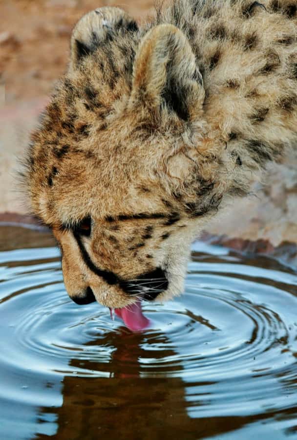 Cape Town: Big Five Safari and Breede River Valley Day Trip - What the return trip adds