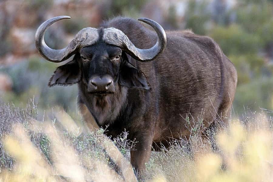 Cape Town: Big Five Safari and Breede River Valley Day Trip - Who should book this day trip?