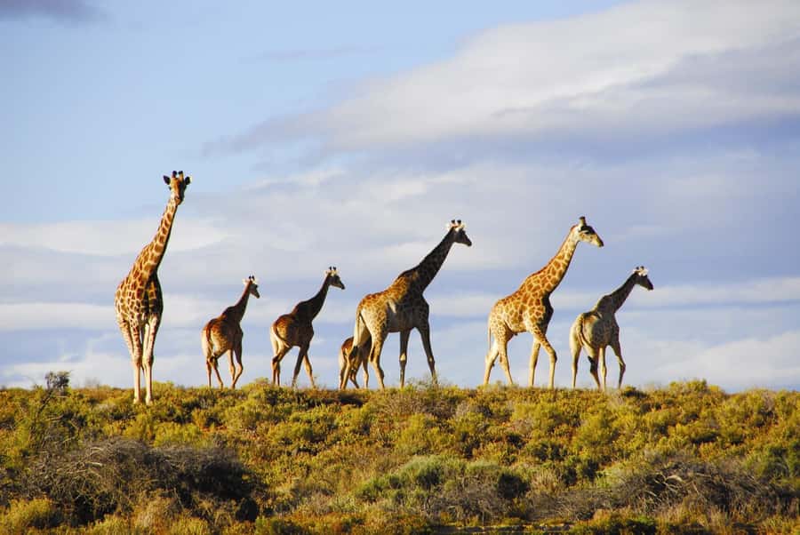 Cape Town: Big Five Safari and Breede River Valley Day Trip - Practical tips for a smoother day