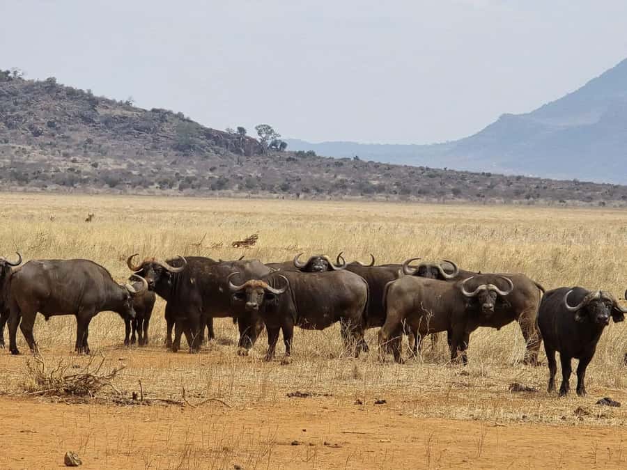 Cape Town big five safari with transport lunch Excl park fee - Key points to know before booking