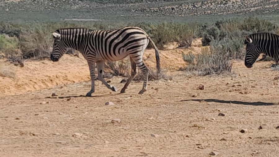 Cape Town big five safari with transport lunch Excl park fee - Leaving Cape Town for the Karoo