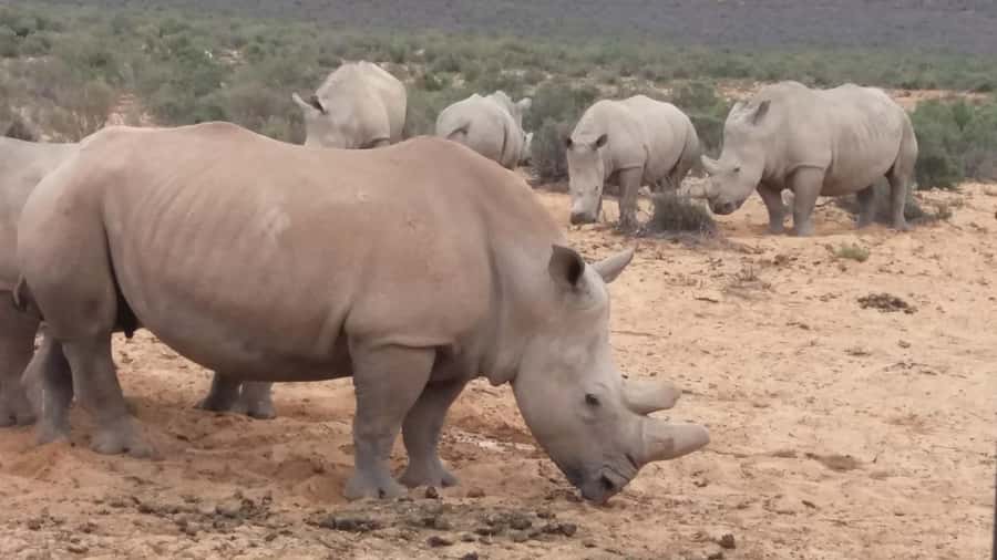 Cape Town big five safari with transport lunch Excl park fee - The open-air 4x4 game drive