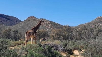 Cape Town big five safari with transport lunch Excl park fee