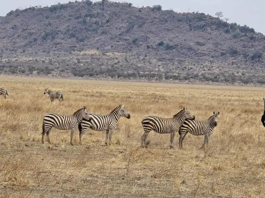 Cape Town big five safari with transport lunch Excl park fee - Who will enjoy this day most