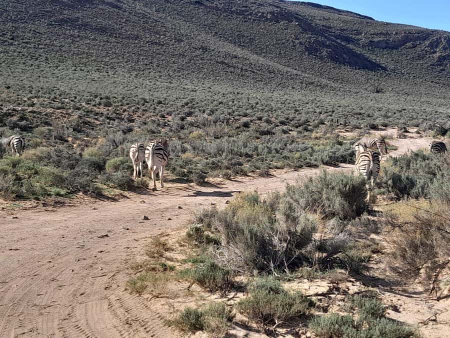 Cape Town big five safari with transport lunch Excl park fee - Practical packing and conduct advice
