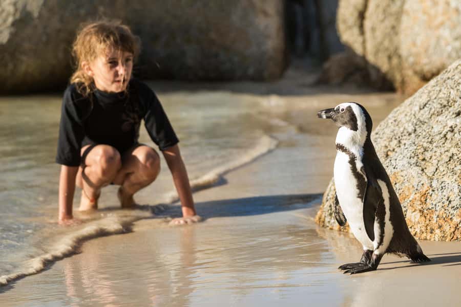 Cape Town: Boulders Penguin Colony Prebooked Entry Ticket - The boardwalk viewpoint and the penguin colony