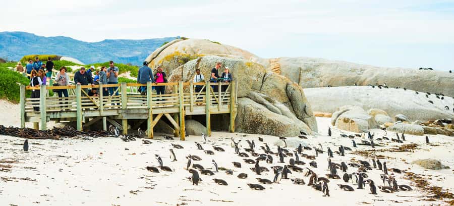Cape Town: Boulders Penguin Colony Prebooked Entry Ticket - Booking advice for a smoother visit