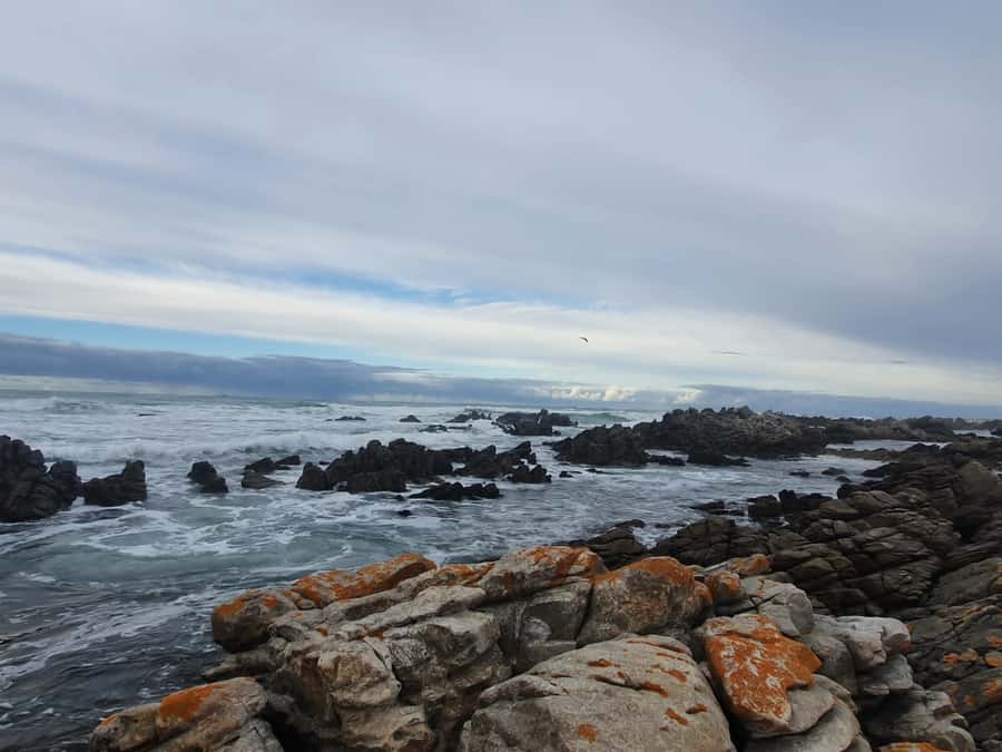 Cape Town: Cape Aghullas Van Tour with Hotel Pickup - Is the $311 price good value?