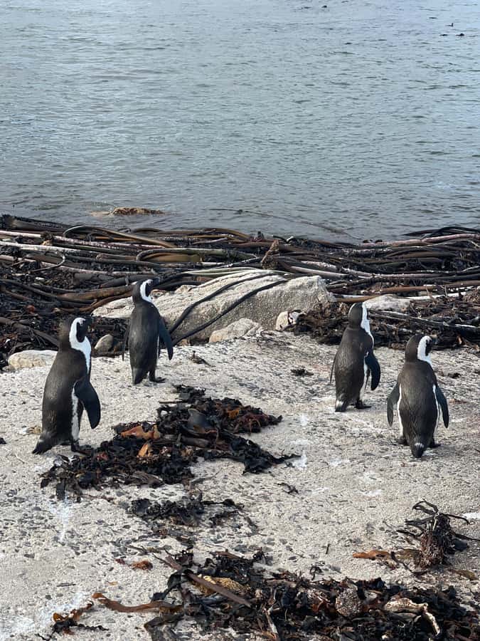 Cape Town: Cape Agulhas and Stony Point Penguin Tour - What to pack and how to manage the day