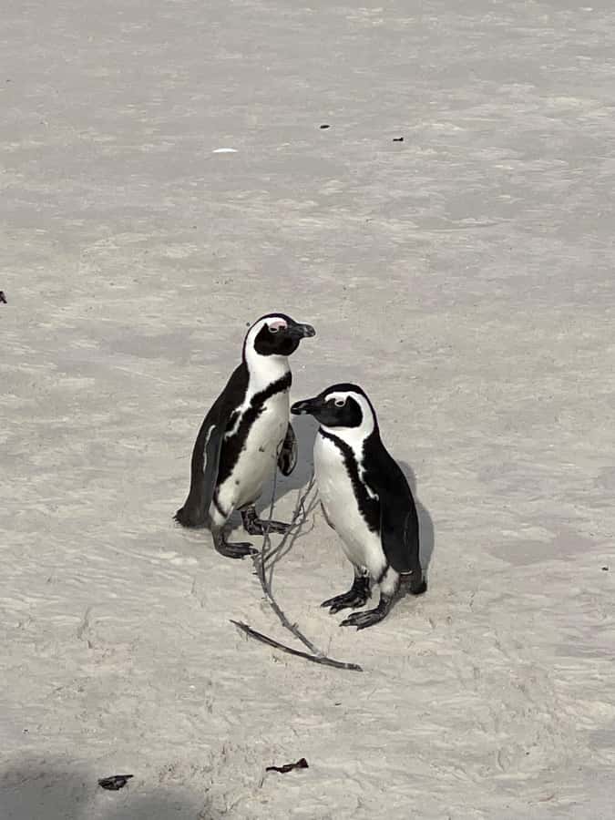 Cape Town: Cape Agulhas and Stony Point Penguin Tour - Struisbaai and L’Agulhas add local character