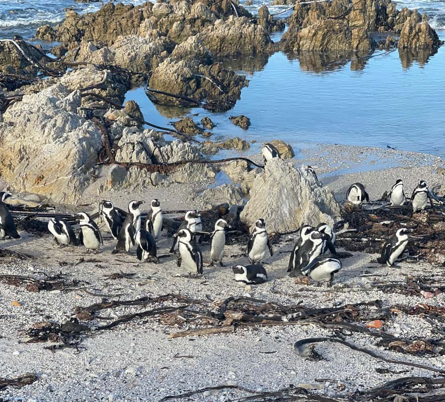 Cape Town: Cape Agulhas and Stony Point Penguin Tour - The guide can make or break a long day