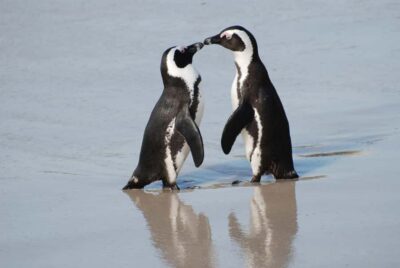 Cape of Good Hope and Penguins Full-Day Tour