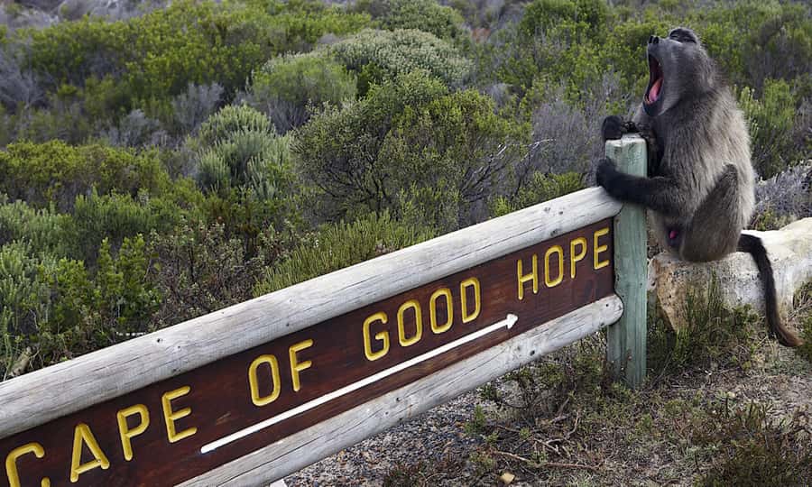 Cape Town: CAPE OF GOOD HOPE AND PENGUINS PRIVATE FULL DAY. - Why a private Cape Town day works well