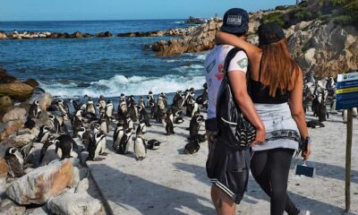 CAPE OF GOOD HOPE AND PENGUINS PRIVATE FULL DAY.