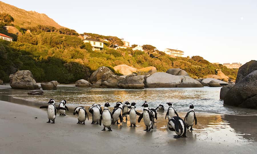 Cape Town: CAPE OF GOOD HOPE AND PENGUINS PRIVATE FULL DAY. - Cape Point and the Cape of Good Hope Nature Reserve
