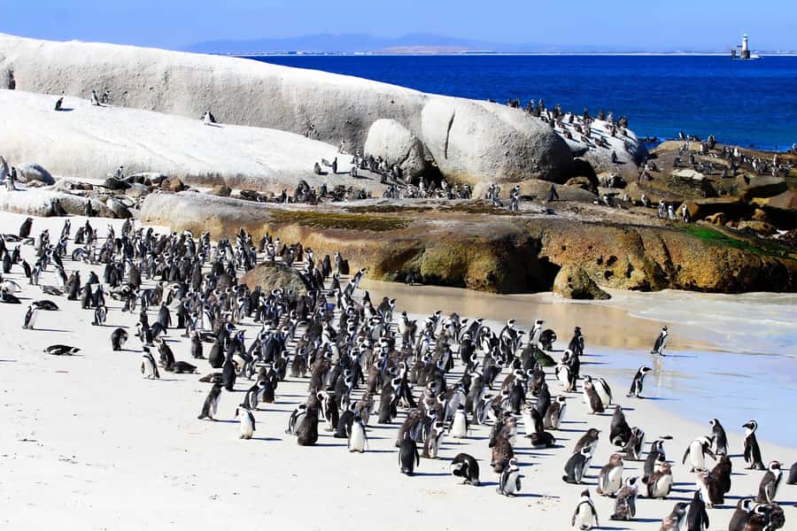 Cape Town: Cape of Good Hope & Boulders Beach Group Tour - One bus, many sides of Cape Town